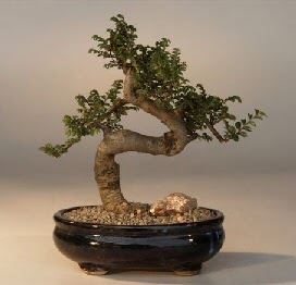 ithal bonsai saksi iegi  Aydn 14 ubat sevgililer gn iek 