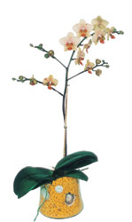  Aydn online iek gnderme sipari  Phalaenopsis Orkide ithal kalite
