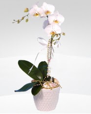 1 dallı orkide saksı çiçeği  Aydın online çiçekçi , çiçek siparişi 