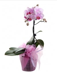 1 dal pembe orkide saksı çiçeği  Aydın kaliteli taze ve ucuz çiçekler 