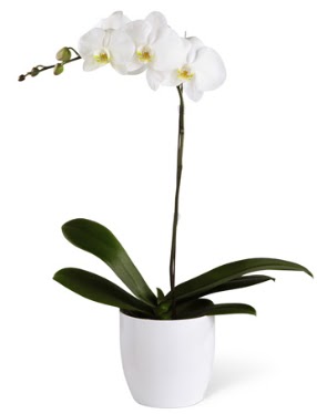 1 dall beyaz orkide  Aydn 14 ubat sevgililer gn iek 