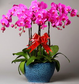 7 dall mor orkide  Aydn iek online iek siparii 