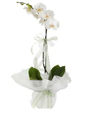 1 dal beyaz orkide iei  Aydn iek siparii vermek 