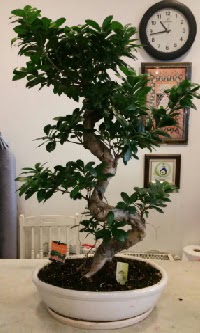 100 cm yüksekliğinde dev bonsai japon ağacı  Aydın İnternetten çiçek siparişi 