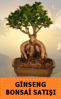 Ginseng bonsai sat japon aac  Aydn cicek , cicekci 