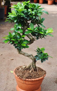 Orta boy bonsai saks bitkisi  Aydn internetten iek siparii 