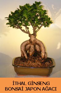 thal japon aac ginseng bonsai sat  Aydn nternetten iek siparii 