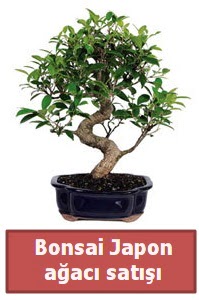 Japon aac bonsai sat  Aydn iek siparii sitesi 