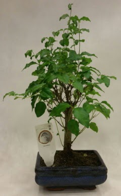 Minyatr bonsai japon aac sat  Aydn ieki telefonlar 