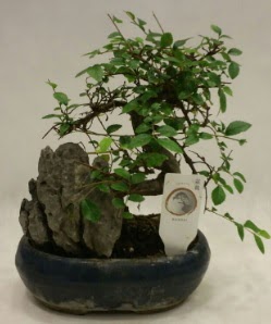 thal 1.ci kalite bonsai japon aac  Aydn iek sat 