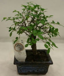 Minyatr ithal japon aac bonsai bitkisi  Aydn iek sat 