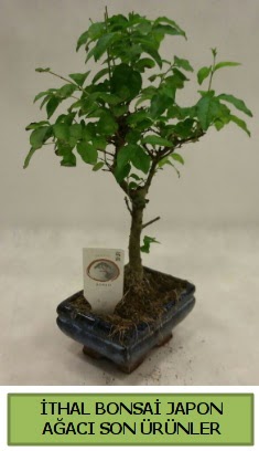 thal bonsai japon aac bitkisi  Aydn hediye sevgilime hediye iek 
