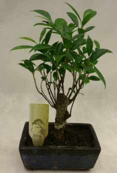 Japon aac bonsai bitkisi sat  Aydn ieki telefonlar 