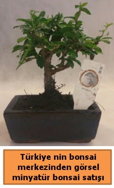 Japon aac bonsai sat ithal grsel  Aydn iek yolla 