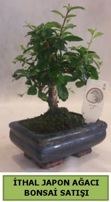 thal japon aac bonsai bitkisi sat  Aydn ieki telefonlar 
