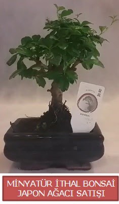 Kk grsel bonsai japon aac bitkisi  Aydn iek , ieki , iekilik 