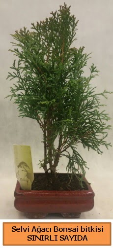 Selvi aac bonsai japon aac bitkisi  Aydn iek sat 