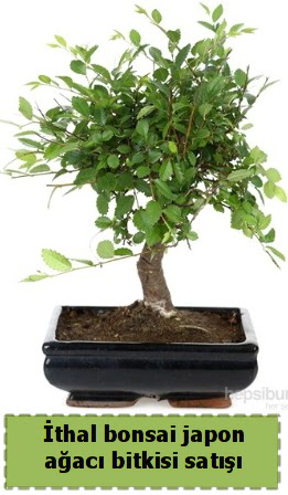 thal bonsai saks iei Japon aac sat  Aydn nternetten iek siparii 