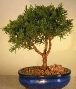 Servi am bonsai japon aac bitkisi  Aydn iek yolla 