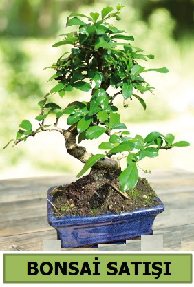 am bonsai japon aac sat  Aydn iek sat 