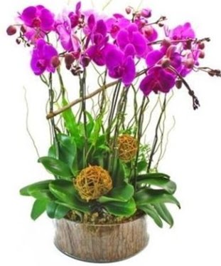 Ahap ktkte lila mor orkide 8 li  Aydn internetten iek sat 