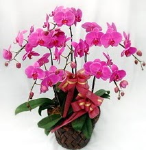 Sepet ierisinde 5 dall lila orkide  Aydn ucuz iek gnder 