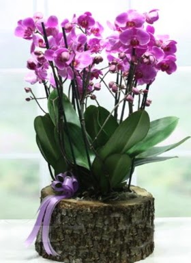 Ktk ierisinde 6 dall mor orkide  Aydn ucuz iek gnder 