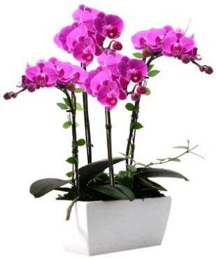 Seramik vazo ierisinde 4 dall mor orkide  Aydn iek sat 