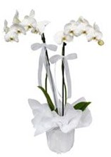 2 dall beyaz orkide  Aydn gvenli kaliteli hzl iek 