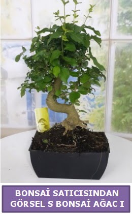 S dal erilii bonsai japon aac  Aydn iek sat 