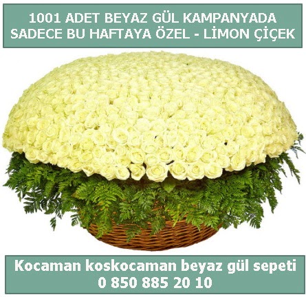 1001 adet beyaz gül sepeti özel kampanyada  Aydın çiçek gönderme sitemiz güvenlidir 
