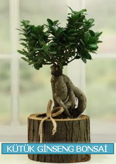 Ktk aa ierisinde ginseng bonsai  Aydn iek gnderme sitemiz gvenlidir 