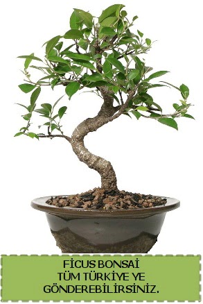 Ficus bonsai  Aydn iek gnderme sitemiz gvenlidir 