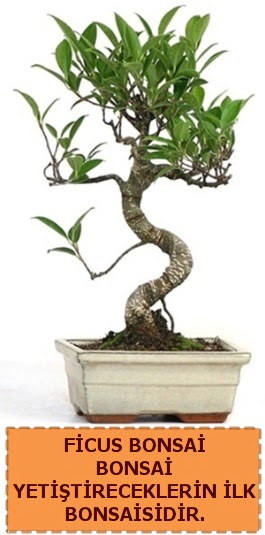 Ficus bonsai 15 ile 25 cm arasndadr  Aydn iek yolla 