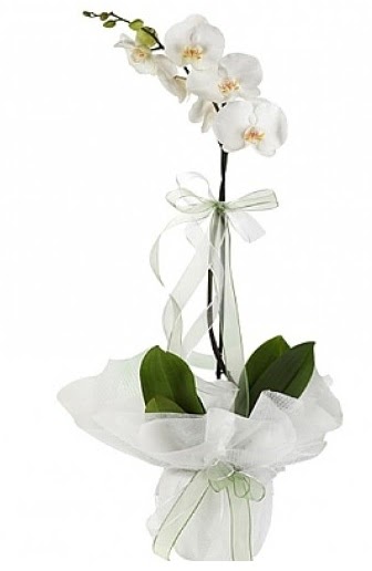 Tekli Beyaz Orkide  Aydn hediye iek yolla 