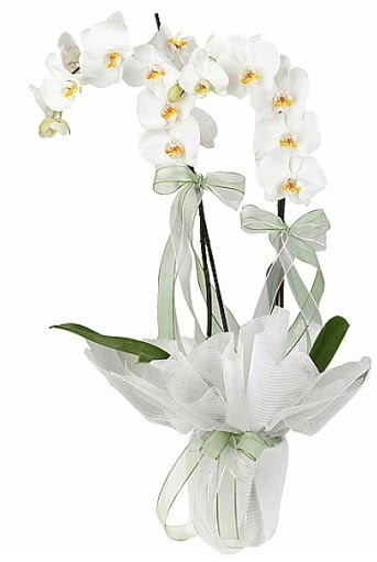 ift Dall Beyaz Orkide  Aydn anneler gn iek yolla 