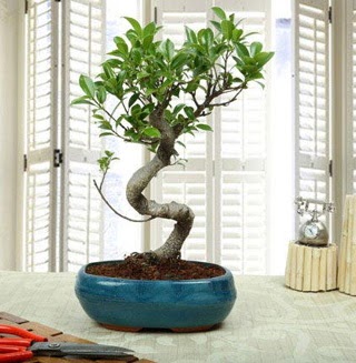 Amazing Bonsai Ficus S thal  Aydn internetten iek siparii 