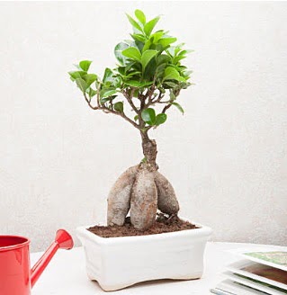 Exotic Ficus Bonsai ginseng  Aydn iek servisi , ieki adresleri 