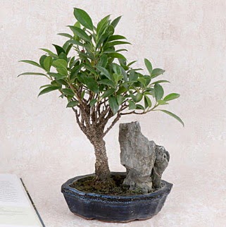 Japon aac Evergreen Ficus Bonsai  Aydn iek gnderme sitemiz gvenlidir 