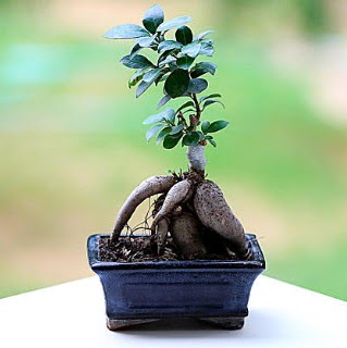 Marvellous Ficus Microcarpa ginseng bonsai  Aydn iek siparii vermek 