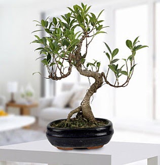 Gorgeous Ficus S shaped japon bonsai  Aydn yurtii ve yurtd iek siparii 