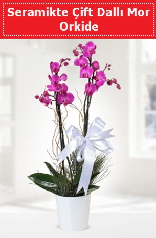 Seramikte Çift Dallı Mor Orkide  Aydın anneler günü çiçek yolla 