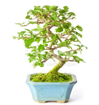 S zerkova bonsai ksa sreliine  Aydn nternetten iek siparii 
