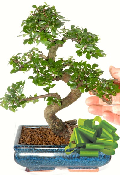 Yaklak 25 cm boyutlarnda S bonsai  Aydn iek siparii sitesi 