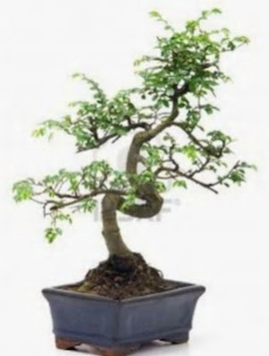 S gvde bonsai minyatr aa japon aac  Aydn iek sat 