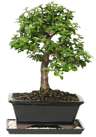 15 cm civar Zerkova bonsai bitkisi  Aydn iek siparii sitesi 