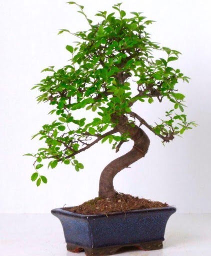 S gvdeli bonsai minyatr aa japon aac  Aydn iek gnderme sitemiz gvenlidir 