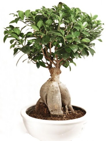 Ginseng bonsai japon aac ficus ginseng  Aydn nternetten iek siparii 