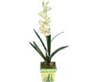 Özel Yapay Orkide Beyaz   Aydın online çiçekçi , çiçek siparişi 