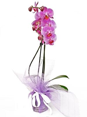  Aydın anneler günü çiçek yolla  Kaliteli ithal saksida orkide